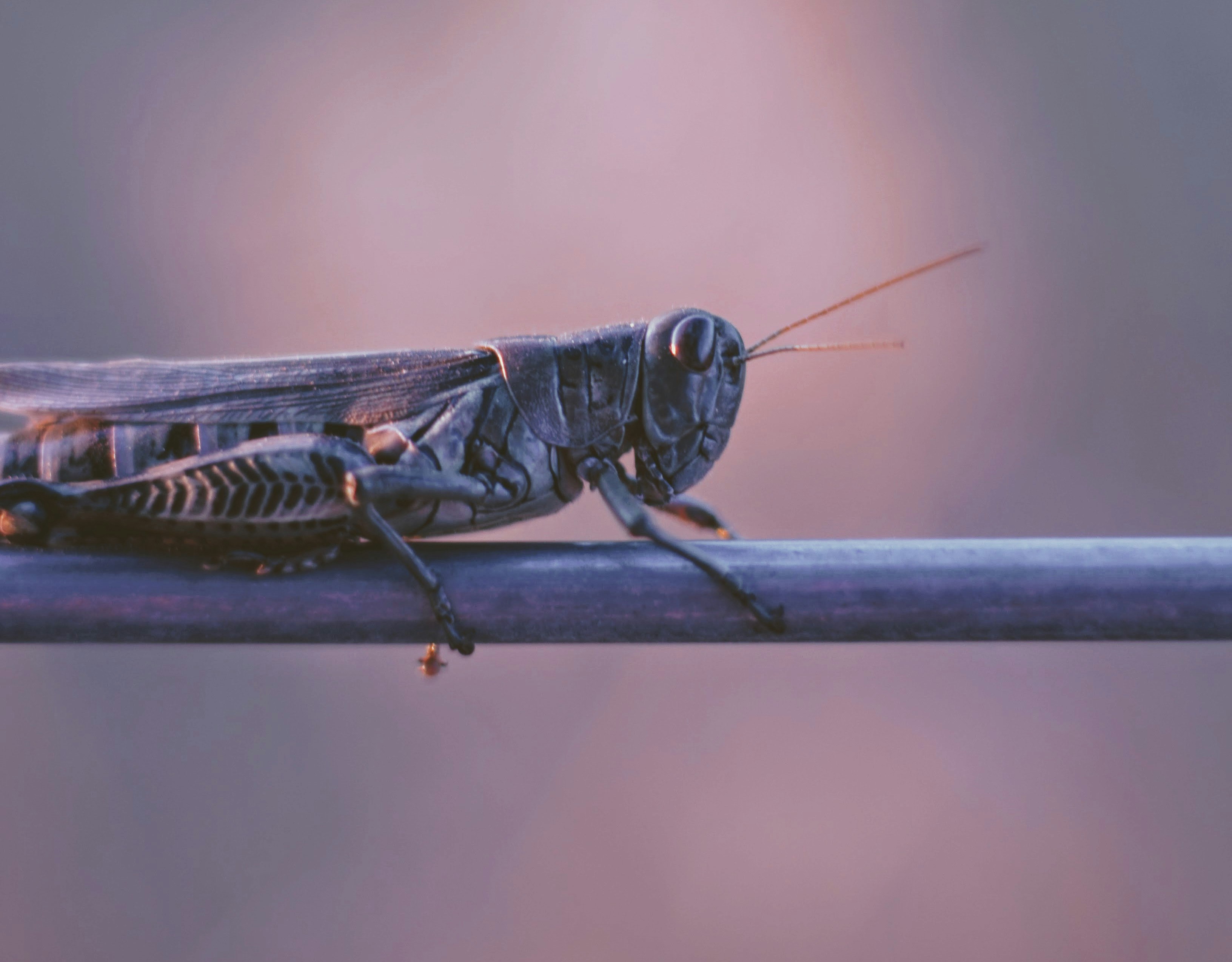 shallow focus photography of grasshopper